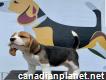 Ckc Registered Beagle Puppies for Sale