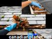 Sparkling Gutters Guaranteed with Expert Gutter Cl