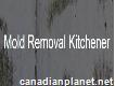 Kitchener Mold Removal