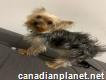 Christmas Yorkie puppies for sale