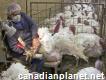 Factory Farming Cruelty for Humans, Animals and th