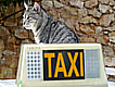 Pet taxis in Canada